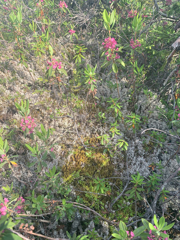 Dicranum brevifolium